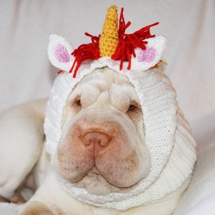 Shar Pei with crocheted unicorn head wear