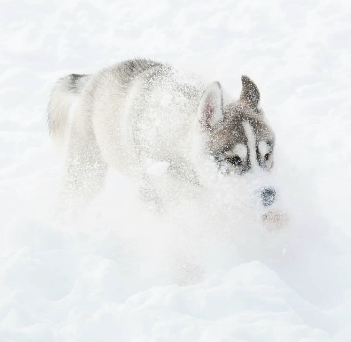 A Husky Puppy running in snow