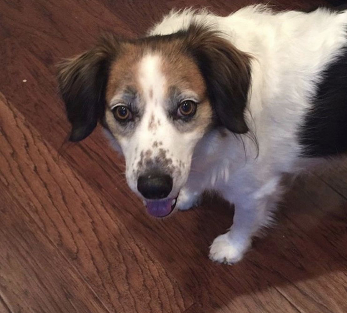 panting Border Beagle standing on the floor