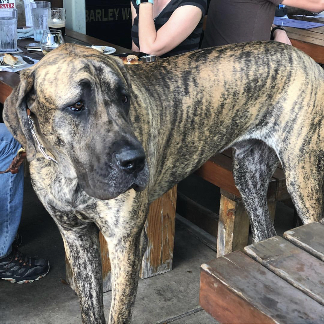 A Great Mastiff standing in the restaurant with its sad face