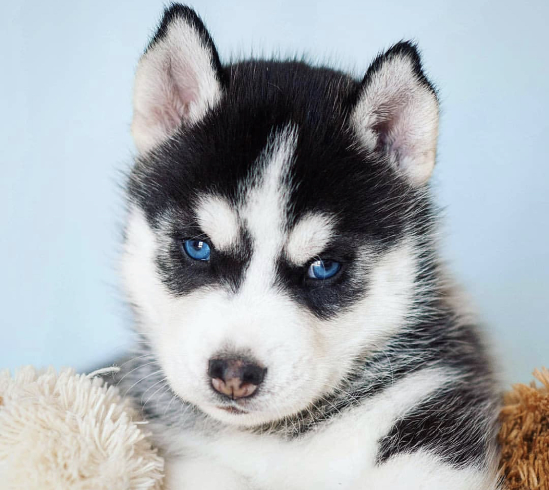 A black and white Husky Puppy with blue eyes