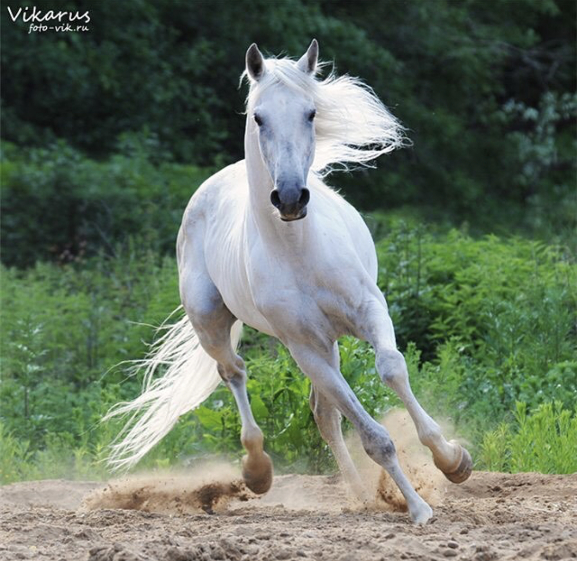A white horse running in the mountain