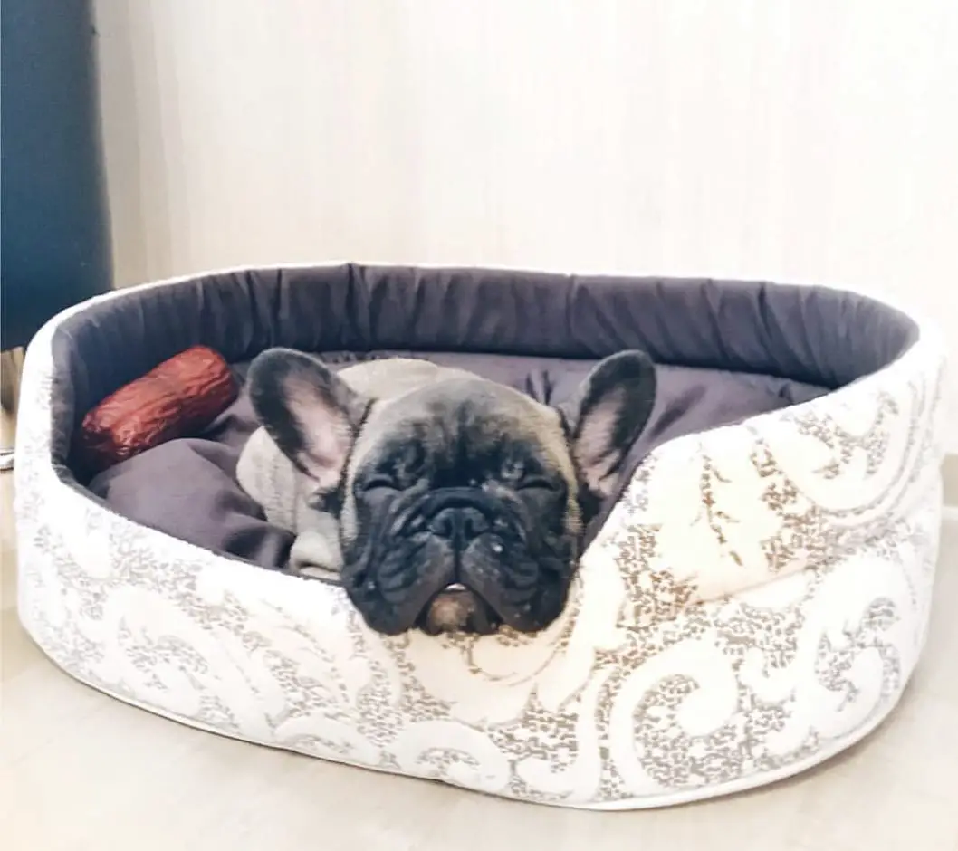 A French Bulldog sleeping soundly on its bed