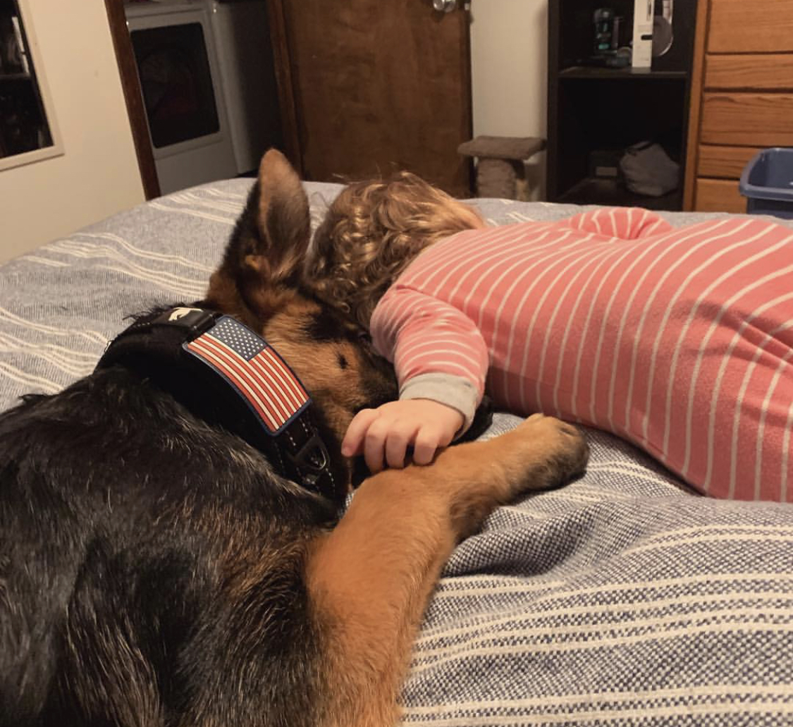 A German Shepherd lying on the bed with a kid