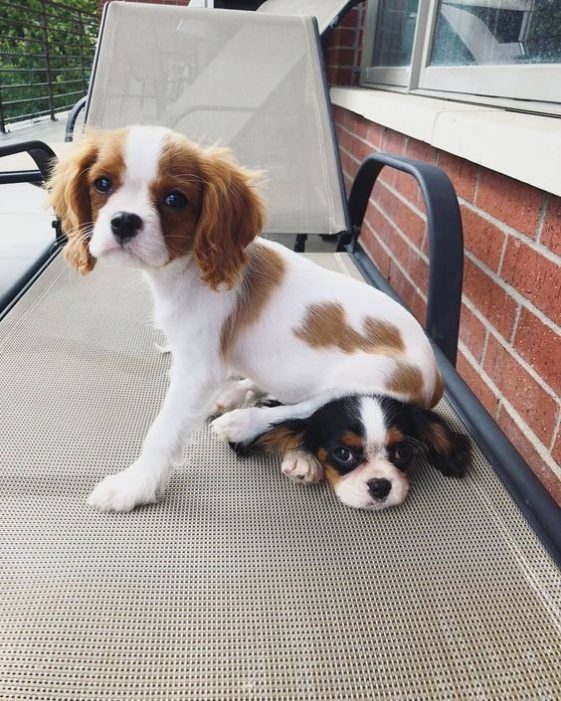 cavalier king charles spaniel dog with its butt on the head of another dog