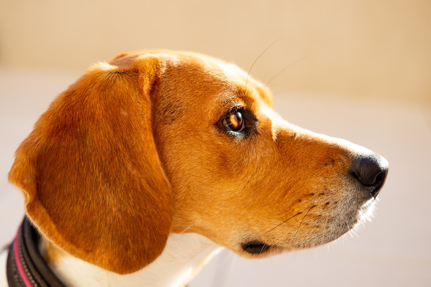 A Beagle looking sideways