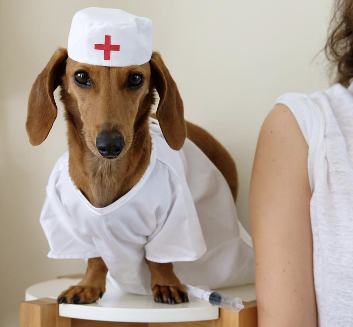 Dachshund in nurse outfit