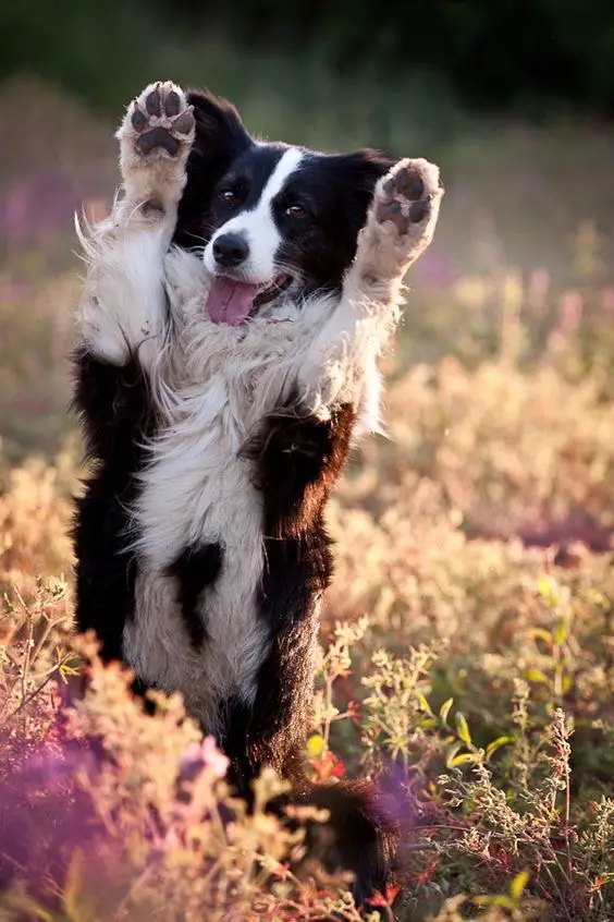 A Border Collie standing up in the field
