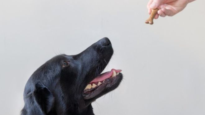 A black Labrador Retriever looking up at its owner holding a treat