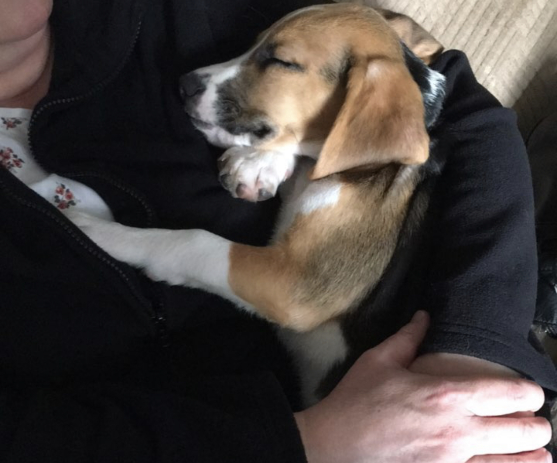 Beagle puppy sleeping in the arms of its owner