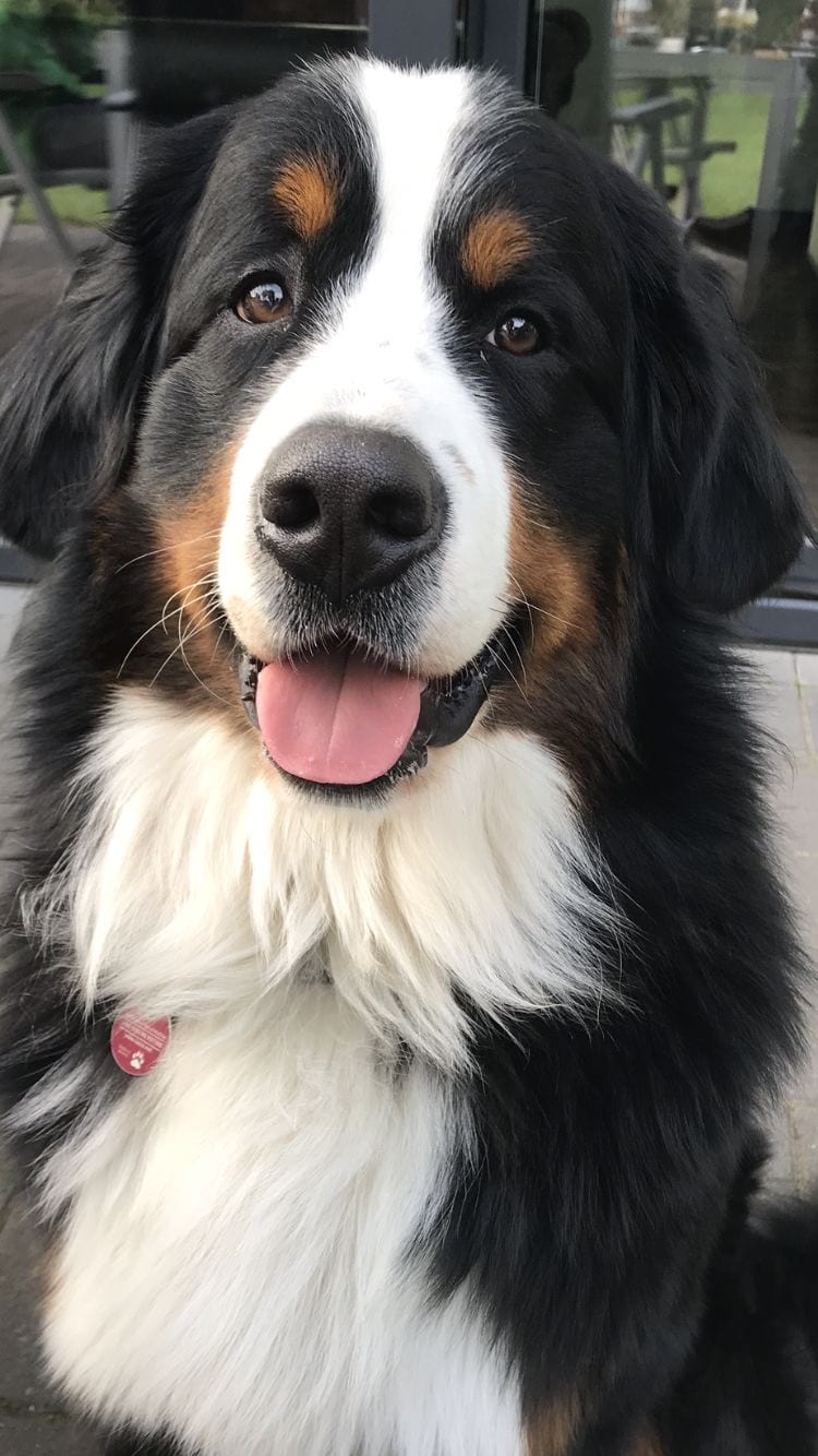 A Bernese Mountain Dog sitting on the pavement while smiling