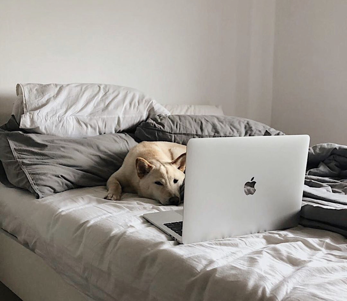 A Shiba Inu lying on the bed while staring at the laptop in front of him