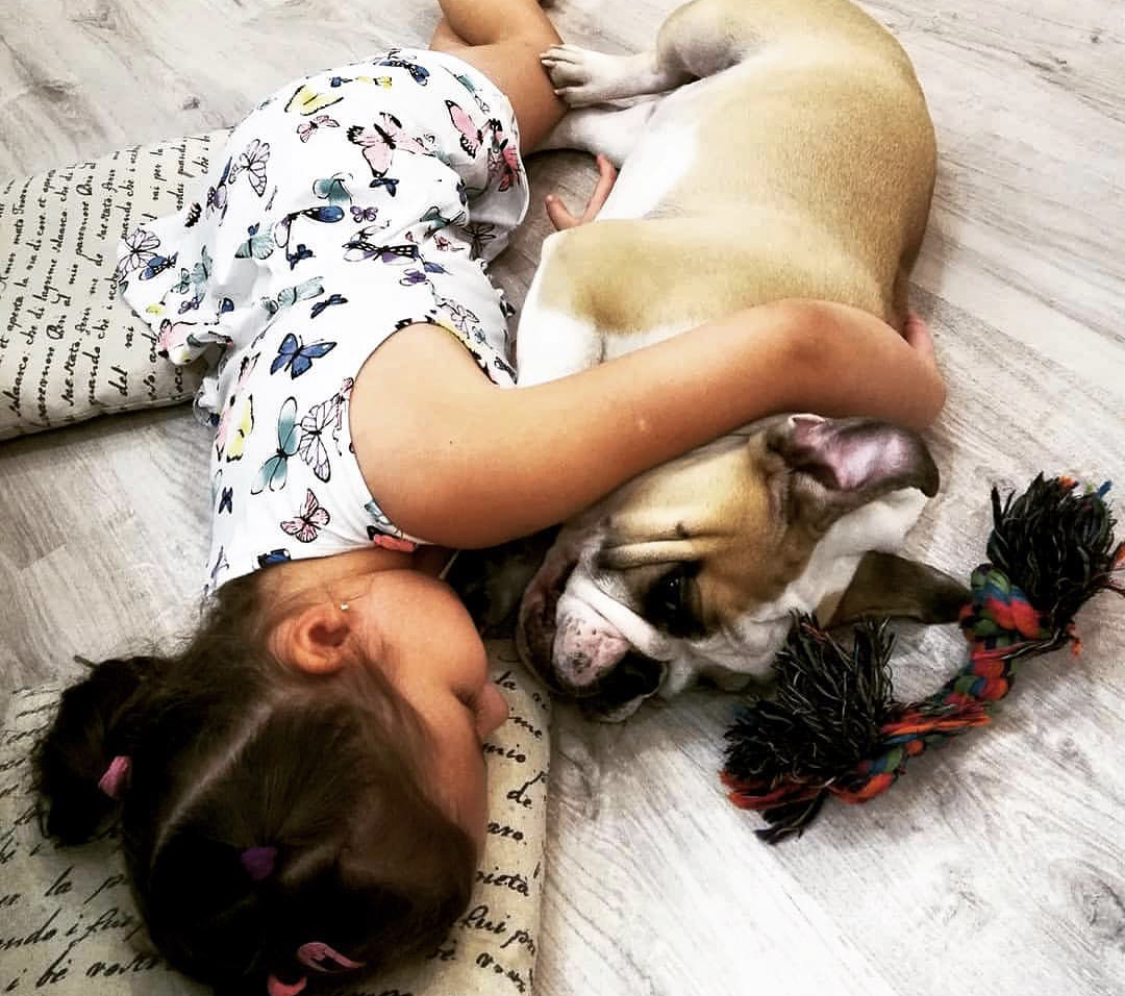 A little girl sleeping on the floor while hugging an English Bulldog