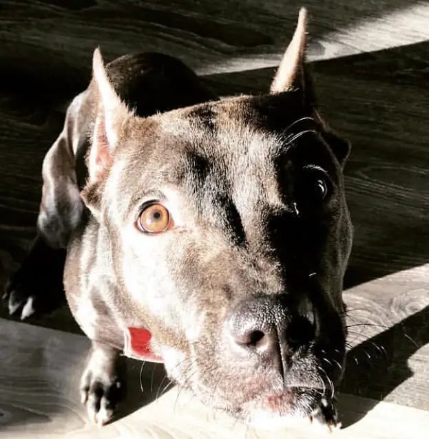 A Pit Bull sitting on the floor under the sunlight