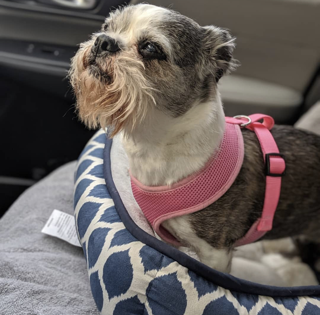 A Boston Tzu standing on its bed in the passenger seat