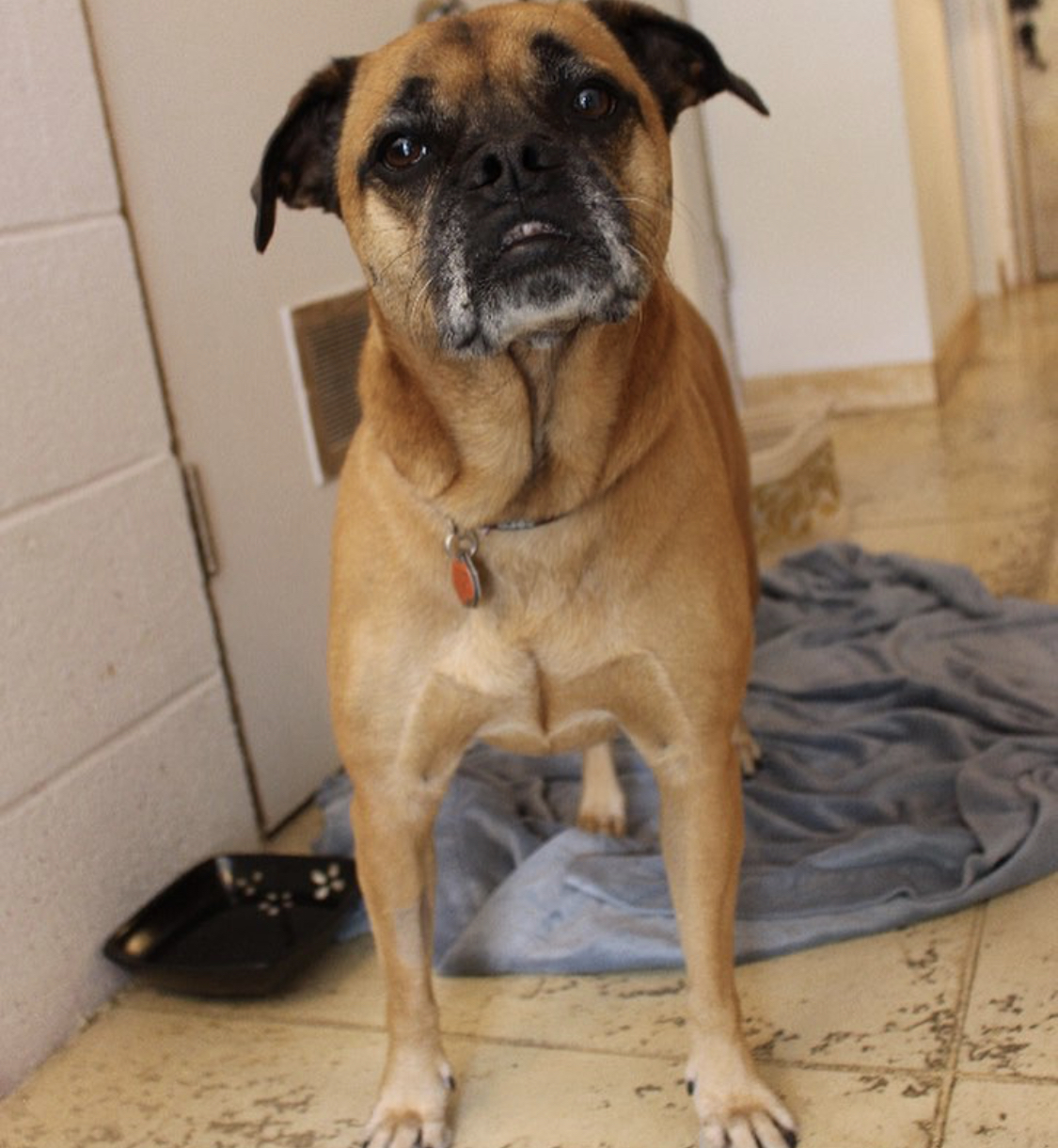 tan Border Pugdog waiting for its food expression