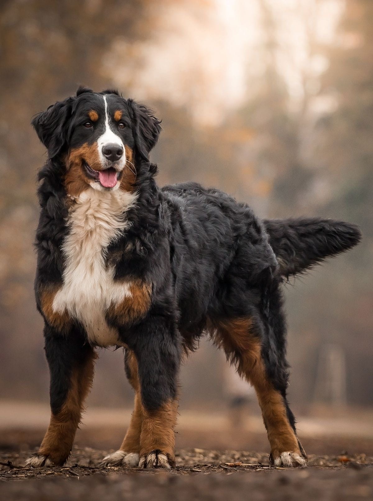 A Bernese Mountain Dog standing on the ground