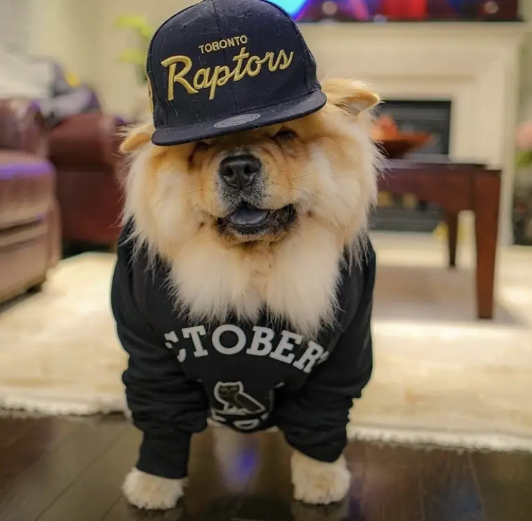 A Chow Chow wearing a sweater and hat while standing on the floor