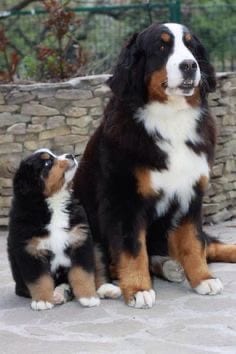 an adult and puppy Bernese Mountain Dog sitting on the pavement