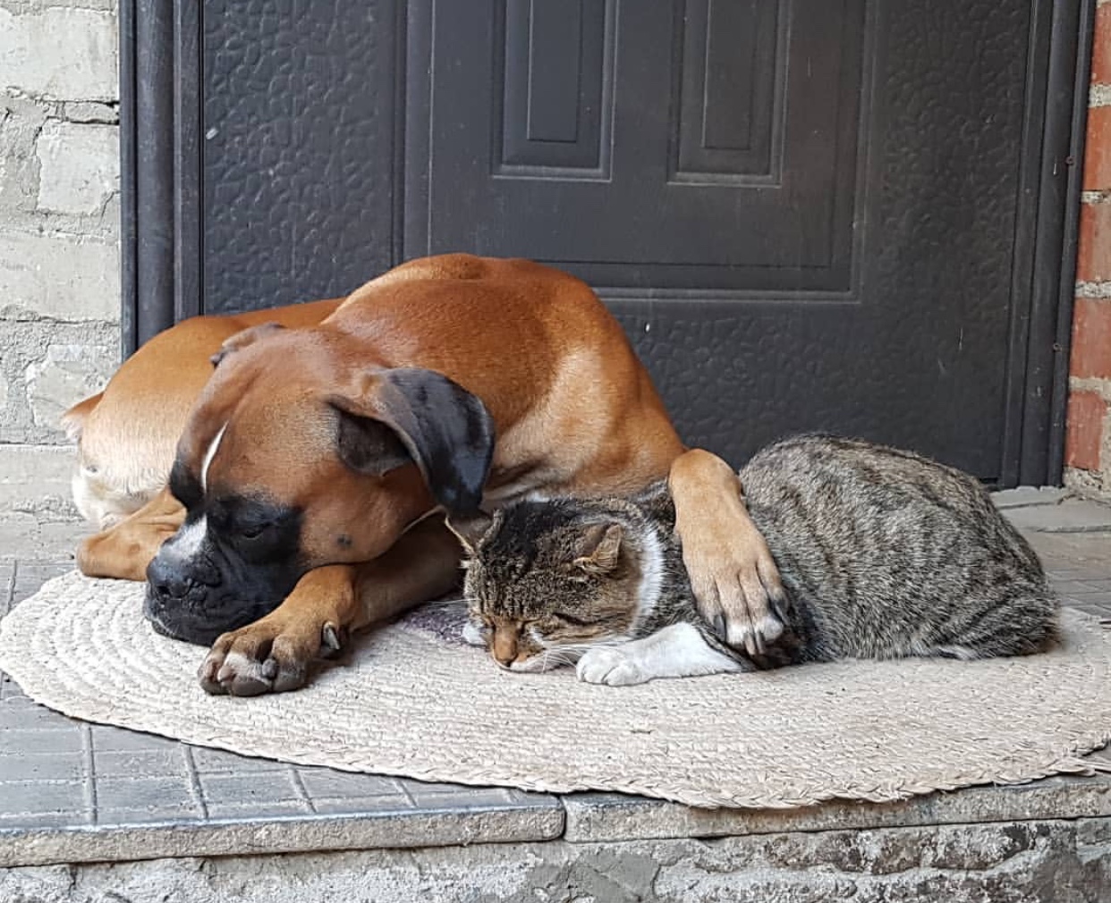 A Boxer dog sleeping in the carpet with its paws on the back of the cat sleeping beside him