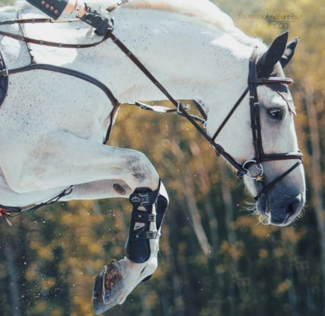 jumping white horse