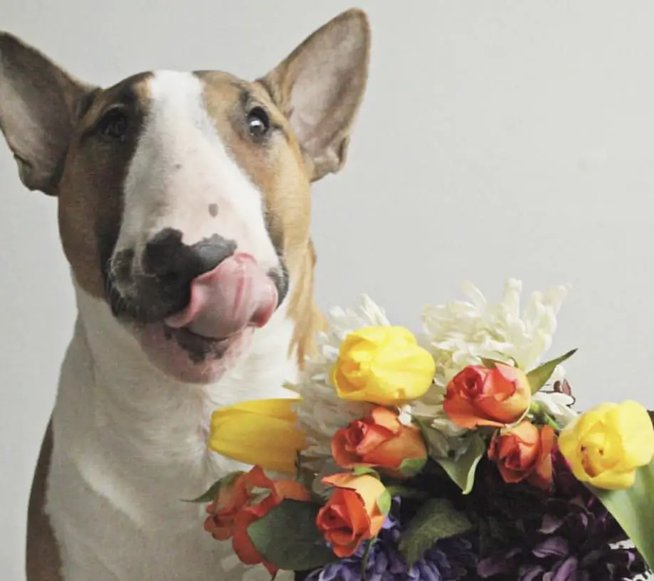 A Bull Terrier licking the mouth while sitting next to a bouquet of flowers
