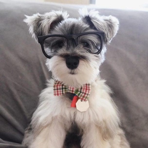 Schnauzer with a nerdy glass and ribbon necktie