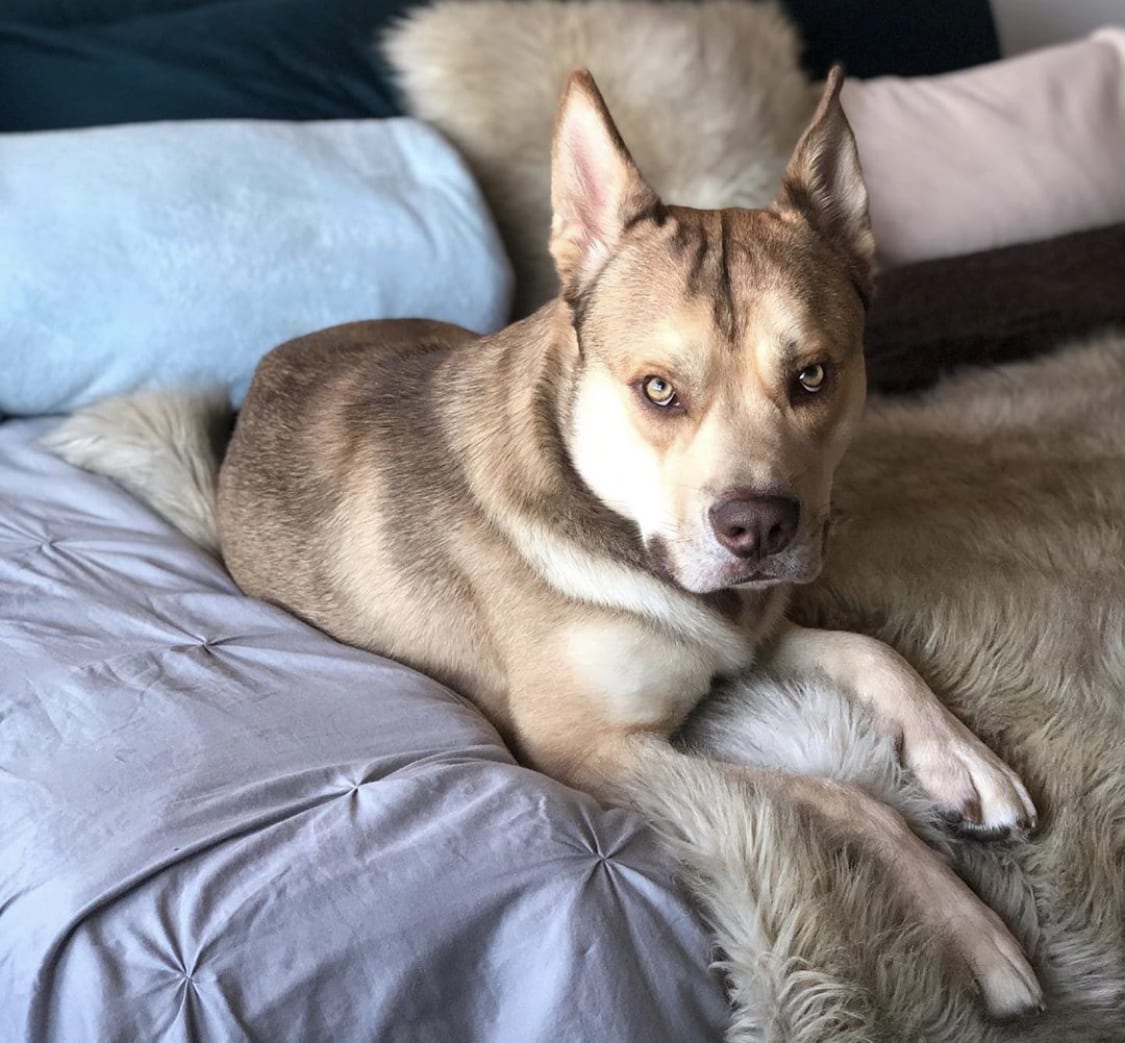 Sharperian Husky lying on the bed with its furious face