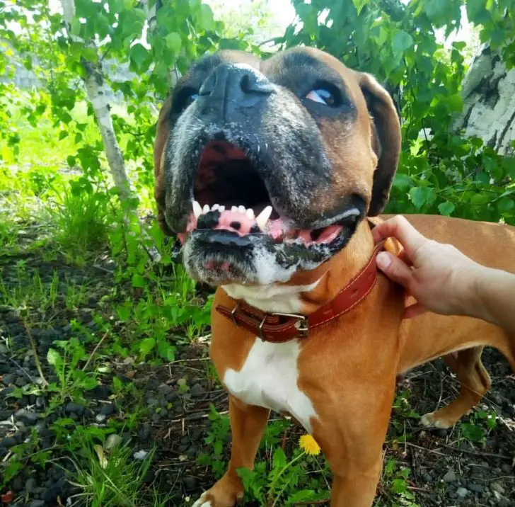 A Boxer dog smiling while standing in the forest