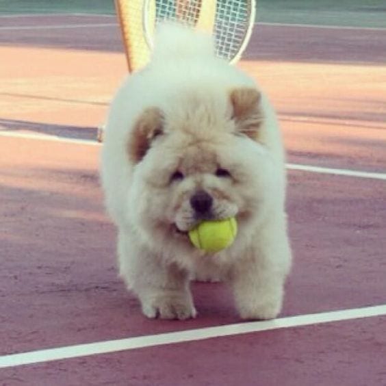 A Chow Chow running inside the tennis court while holding a tennis ball with its mouth