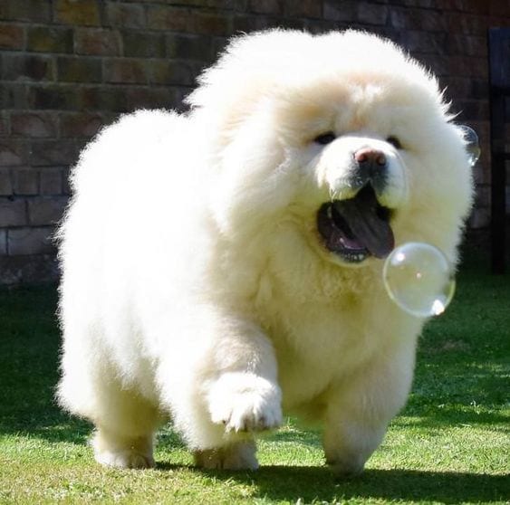 A white Chow Chow running in the yard while trying to catch a bubble