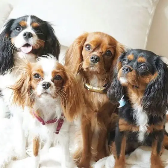 group of cavalier king charles spaniels in the bed