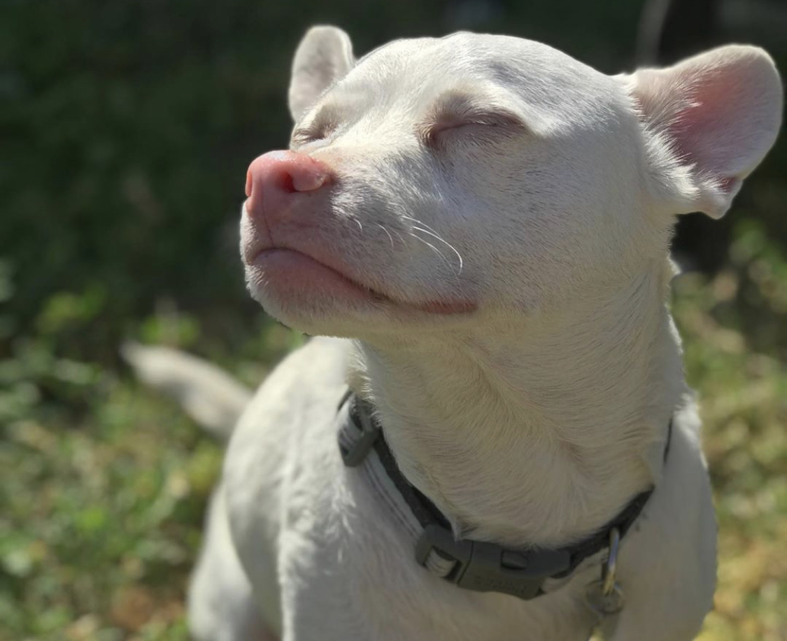A Bullhuahua sitting on the grass under the sun while smelling the air with its eyes closed