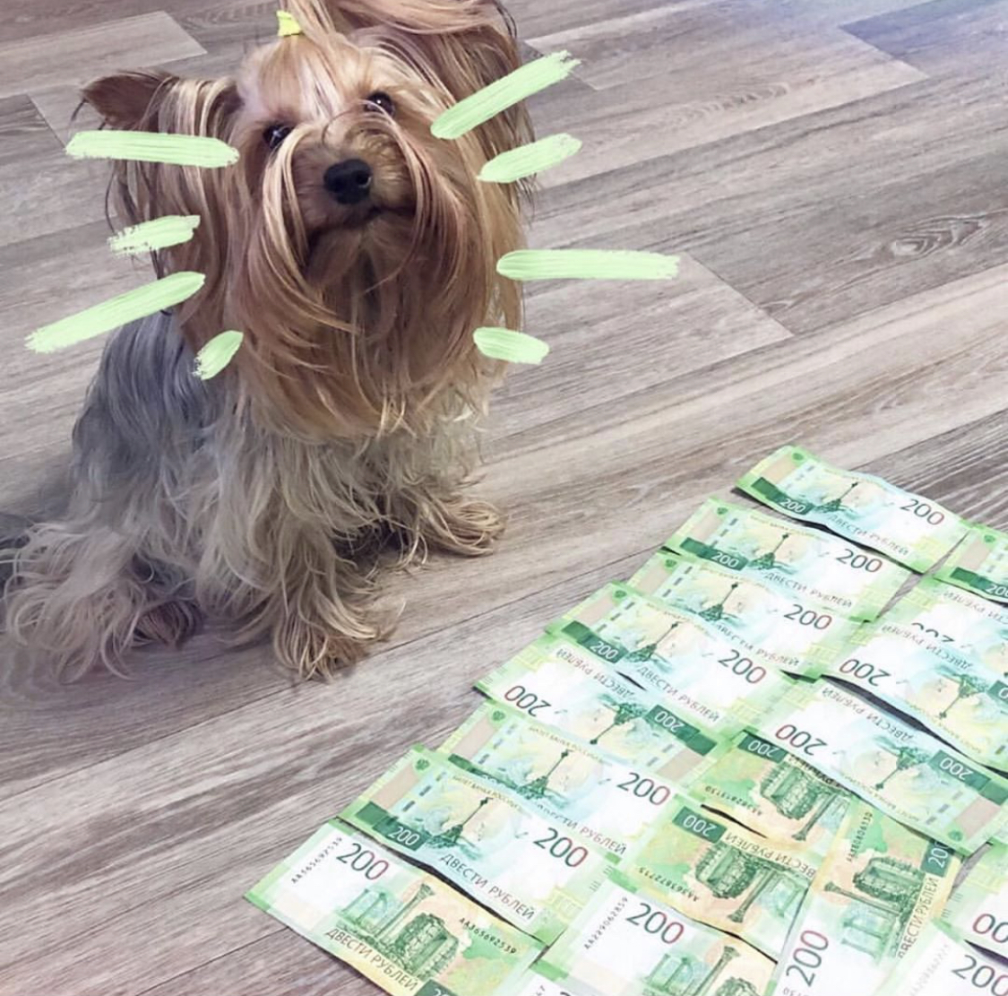 Yorkshire Terrier sitting on the floor in front of a 200 paper bills lined on the floor