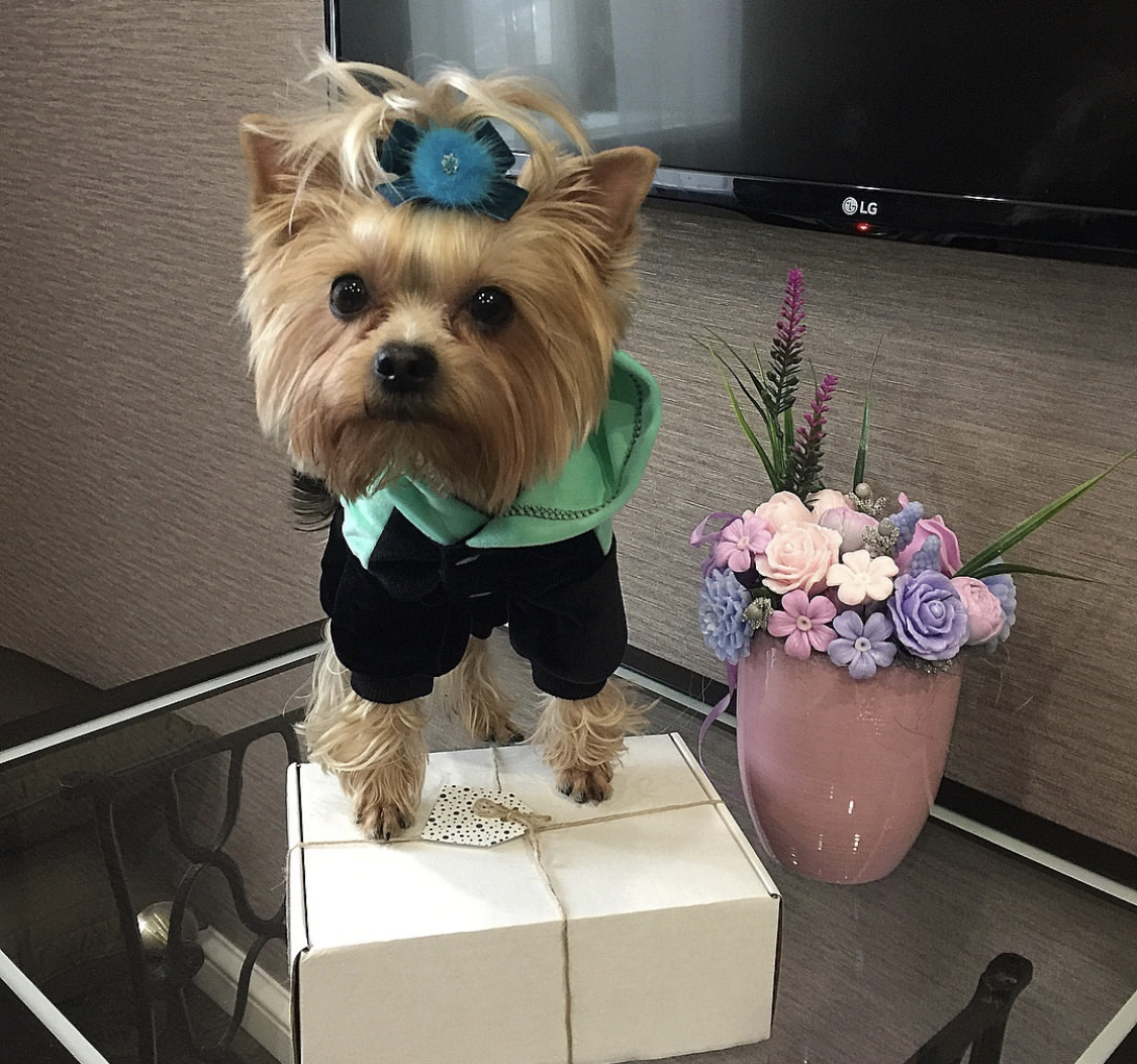 Yorkshire Terrier standing on the glass table with its two paws on top of the gift box
