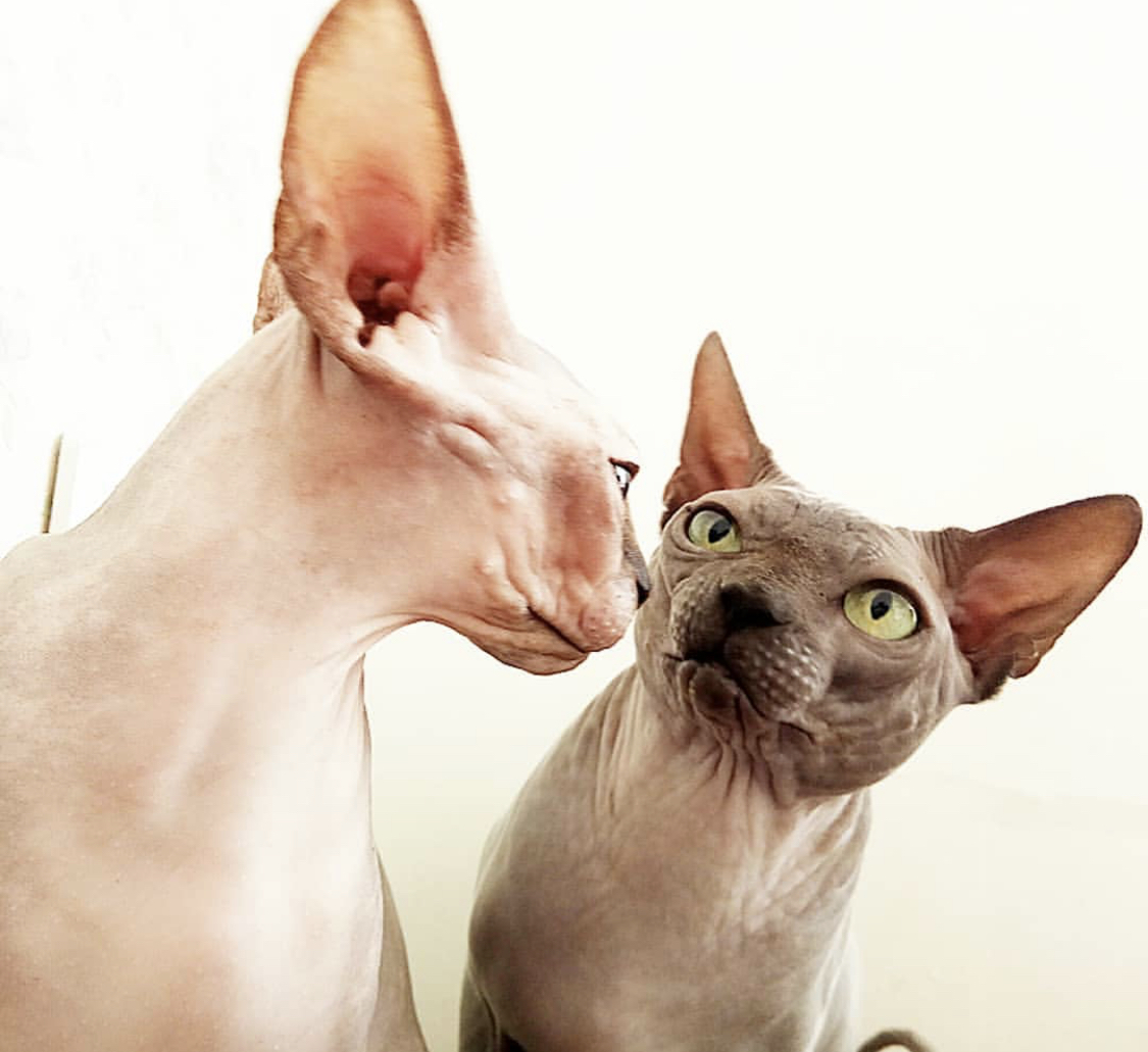 two Sphynxes staring at each other
