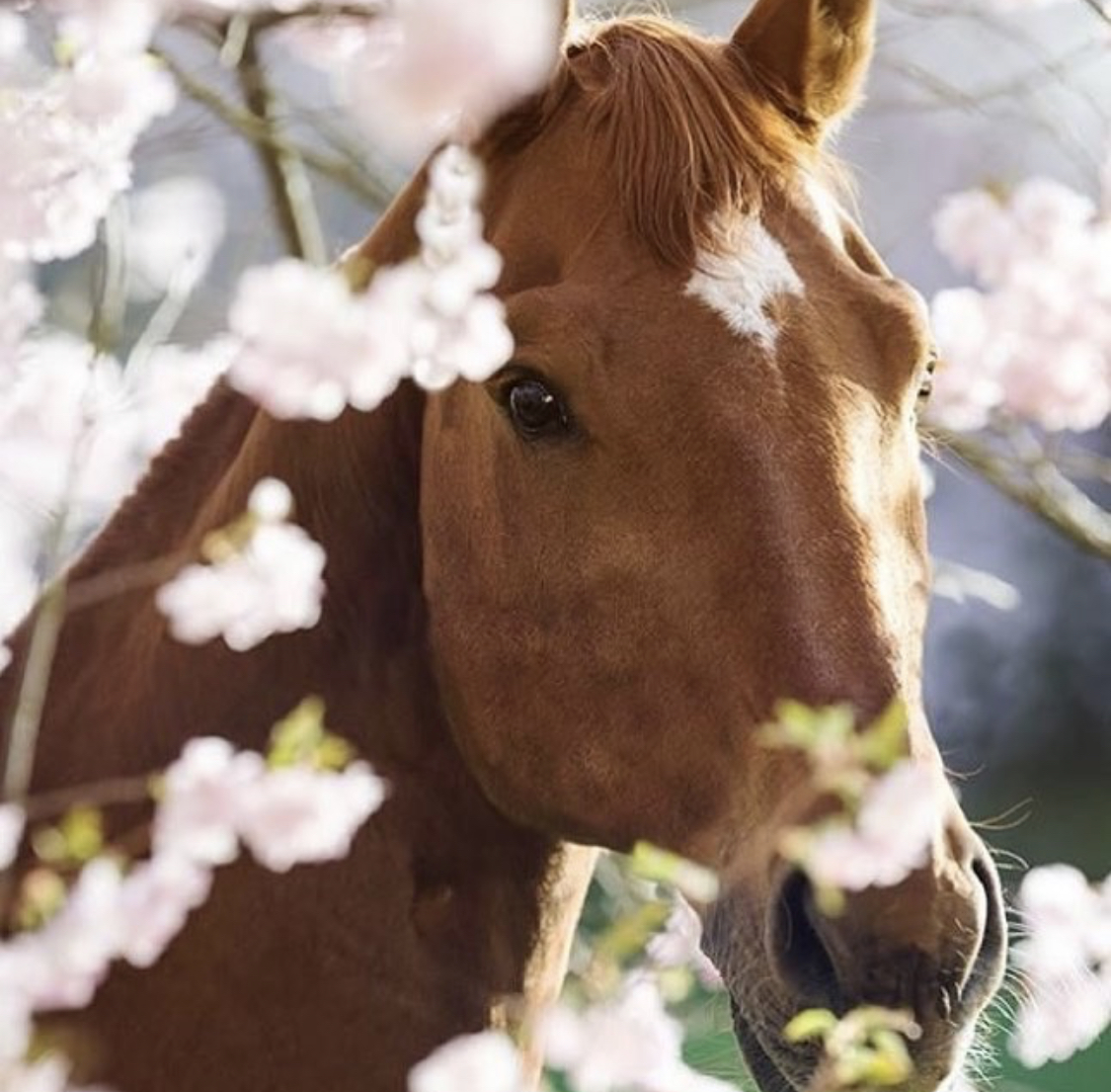 pretty brown Horse behind the sakura flowers