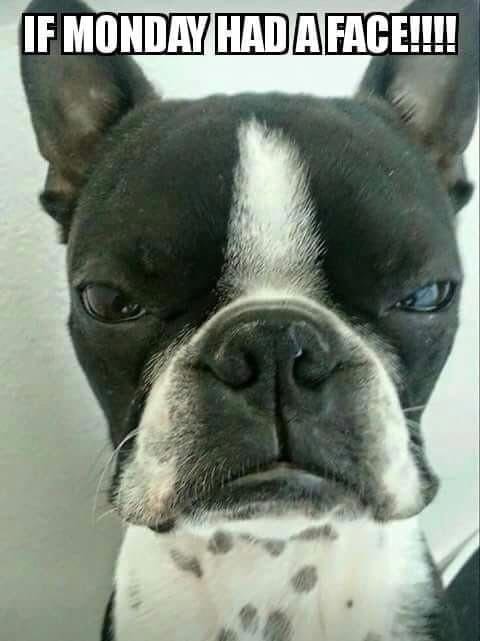 Boston Terrier with angry face and Text 