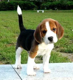 A Beagle standing in the yard