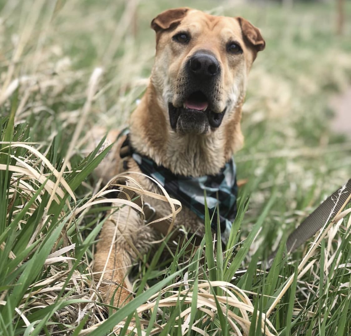 Lab Pei lying in the field of grass