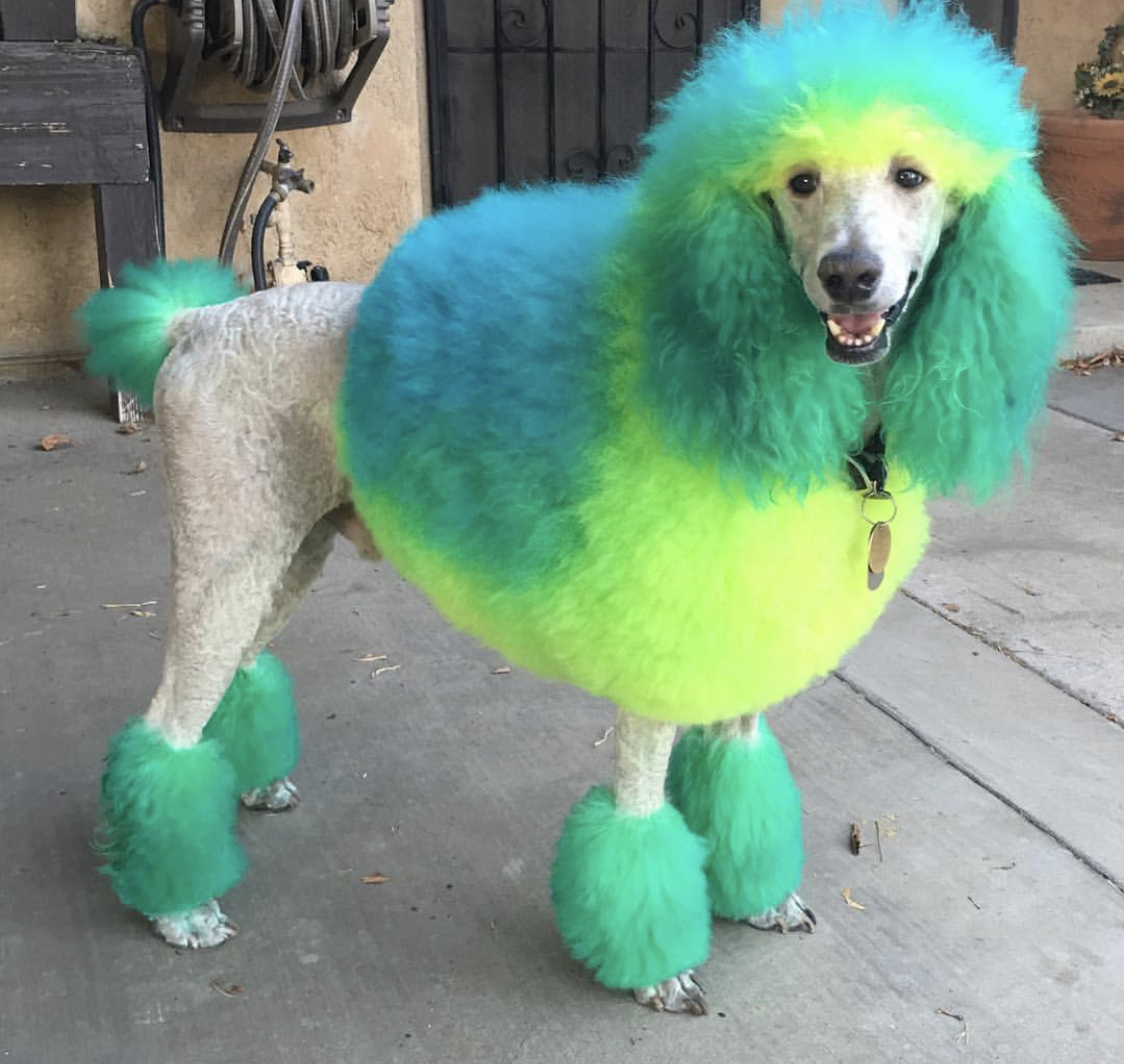 A Poodle wearing a blue, yellow green, and blue green fur color standing on the pavement while standing