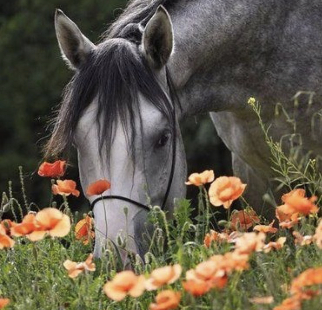silver horse with black hair smelling orange flowers
