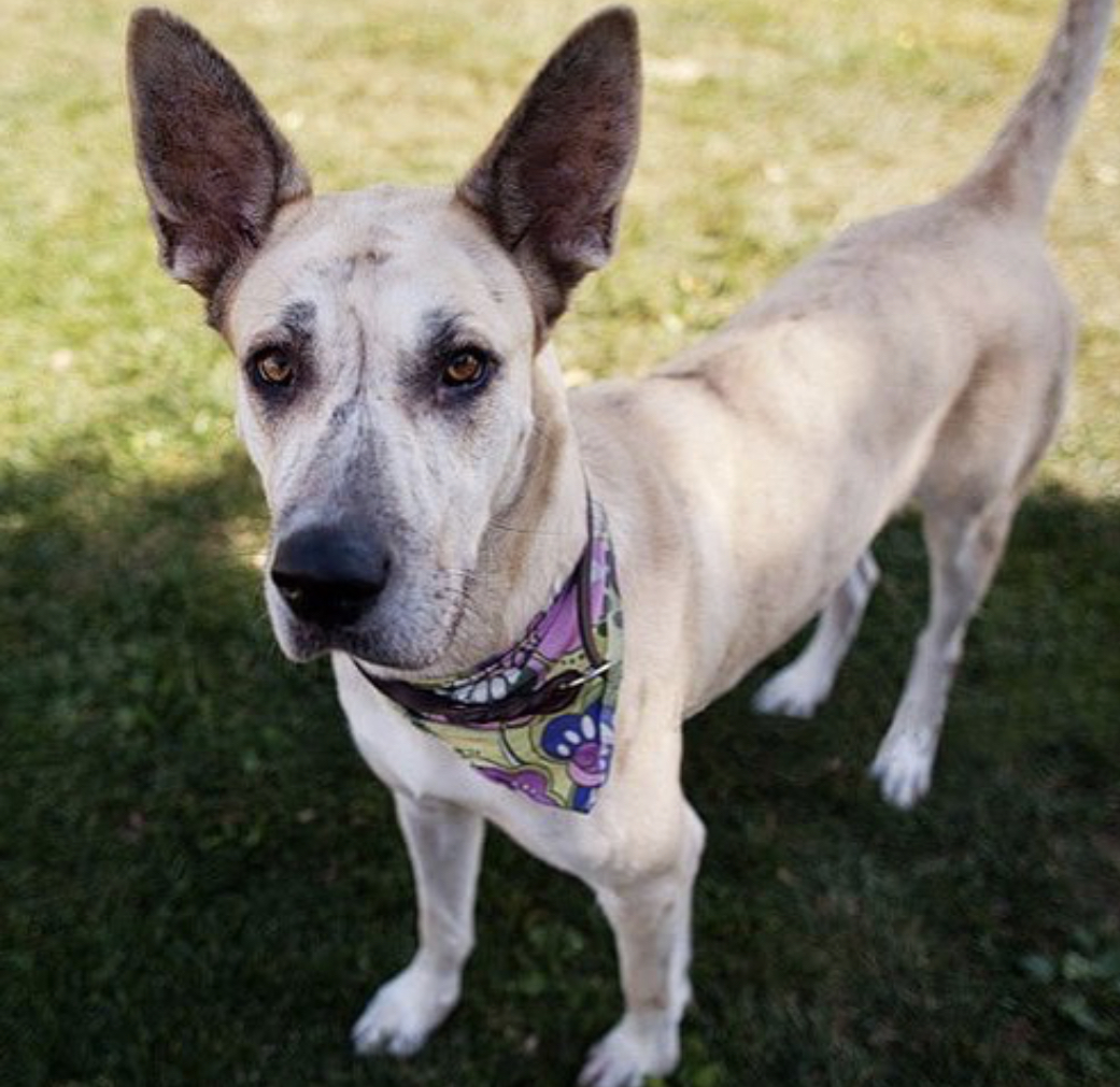 A Great Huahua standing on the grass