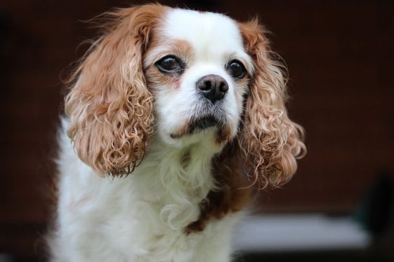 cavalier king charles spaniel with long curly hair