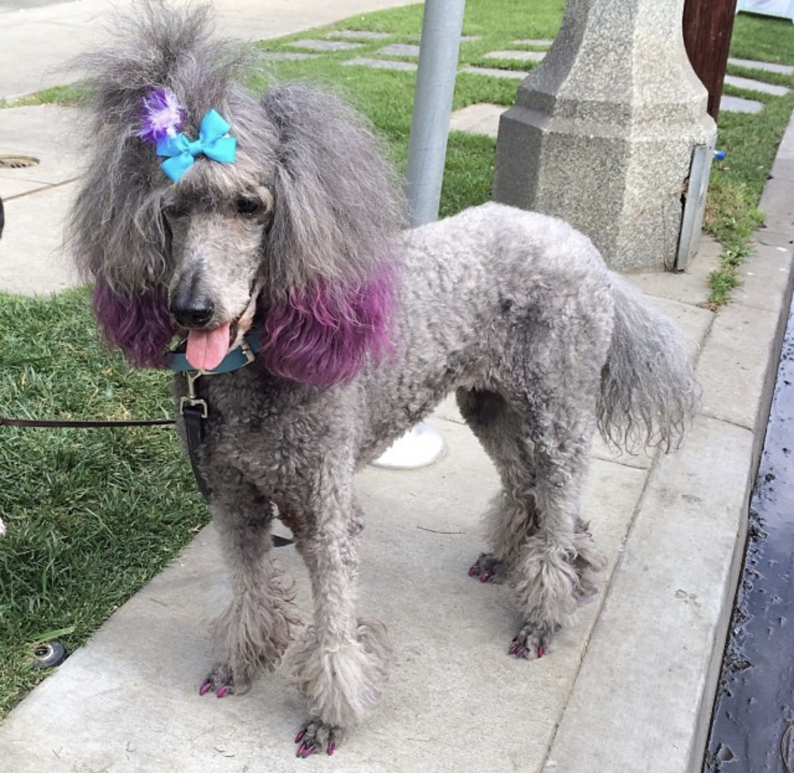 A Poodle with gray and purple fur standing on the pavement