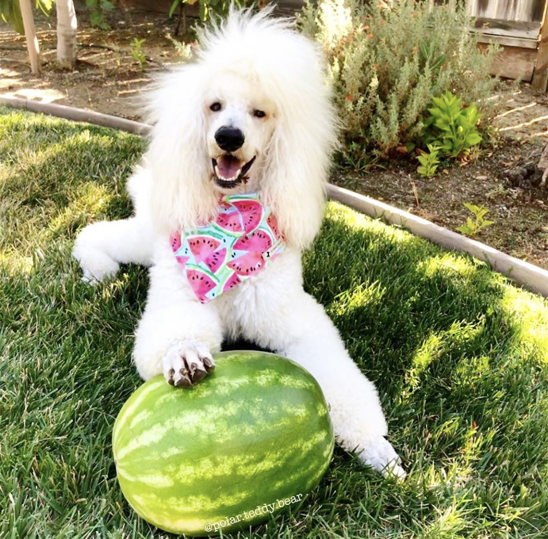 A Poodle lying in the garden behind the large harvested watermelon