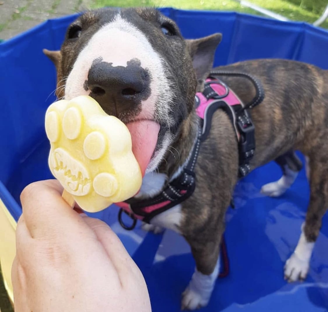 Bull Terrier licking a paw shaped icecream