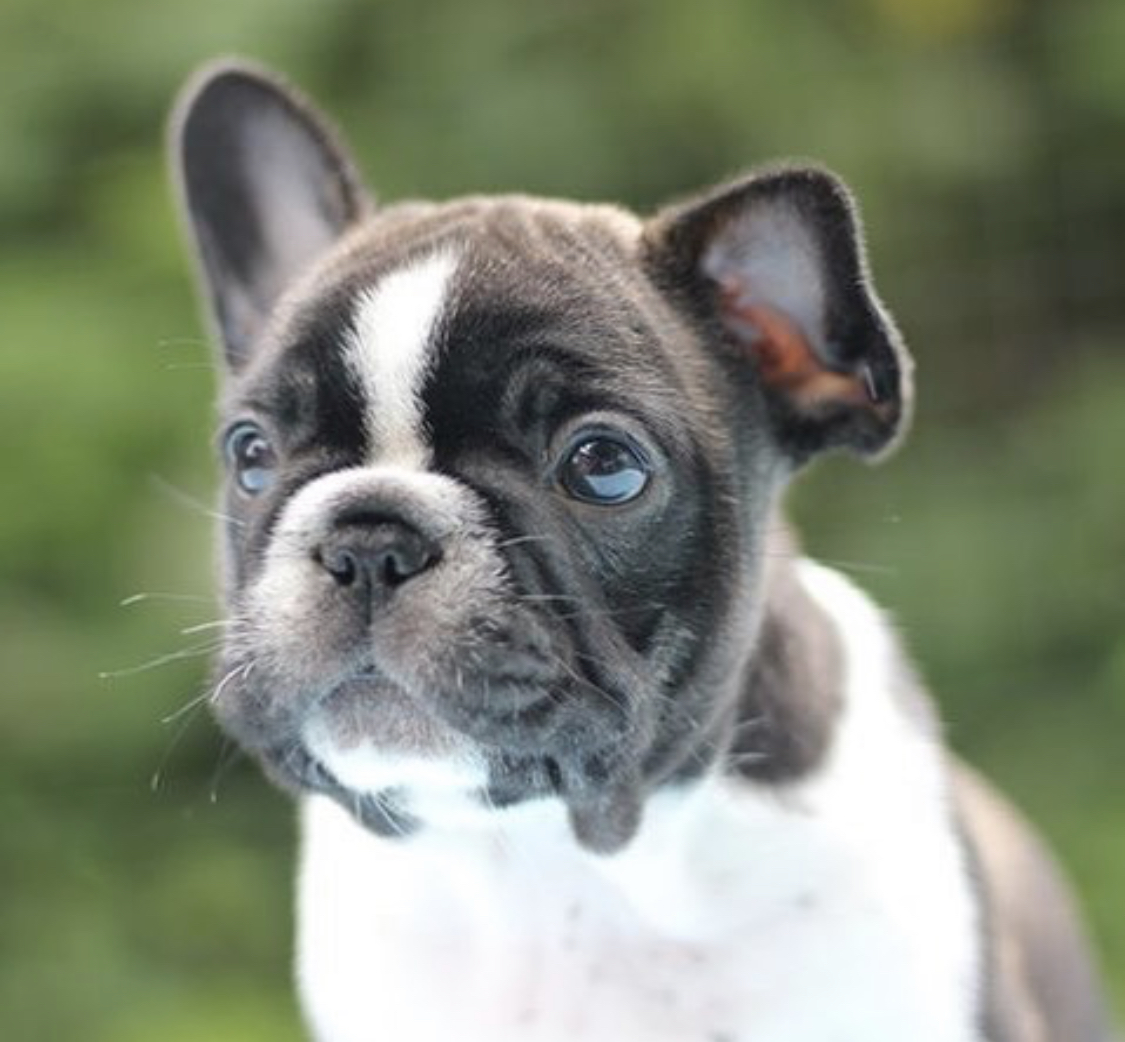 French Bulldog puppy with its one ear up
