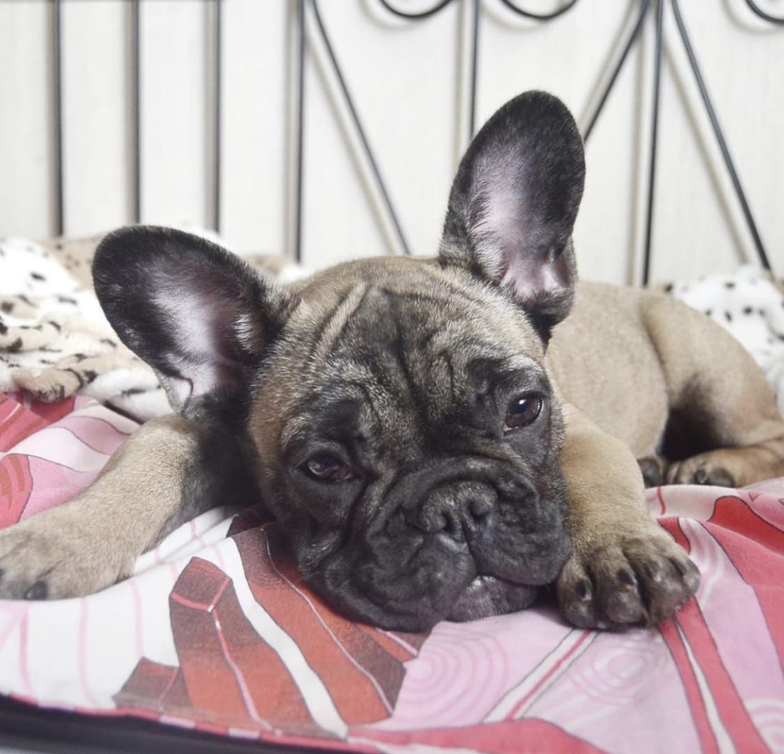 A French Bulldog lying on the bed with its tired face
