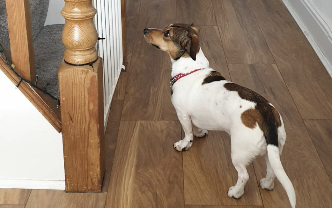 Dach Rassell standing on the floor while looking up at the stairs